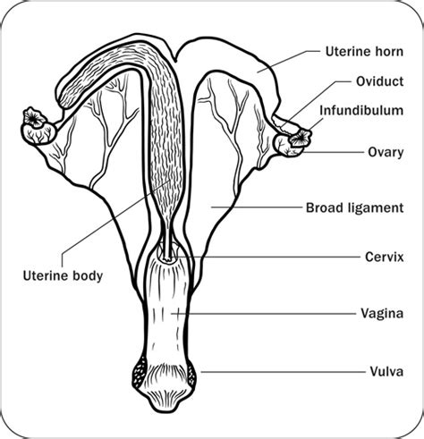 mare position|mare reproductive tract.